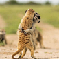 “Hugs and Kisses” Two sub adult Meerkats play before a morning foraging  Kalahari, Botswana. Photo by @gregahartman #nature