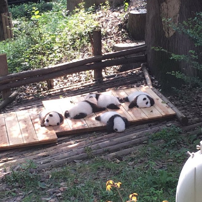 岛国一妹子在四川旅游时拍下的熊猫宝宝睡大...