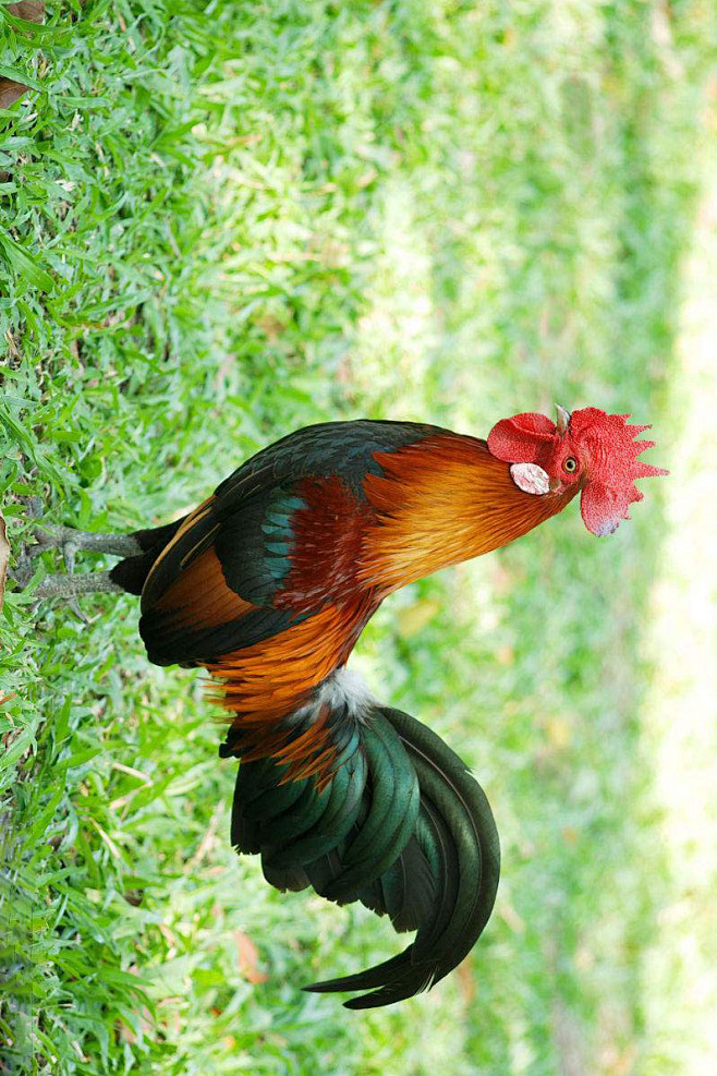 鸡形目雉科原鸡属原鸡雄