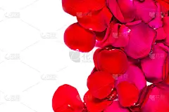 红玫瑰的叶子孤立在白色的背景上。情人节或婚礼贺卡