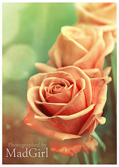 莫邪Moye采集到玫瑰虽美，爱情更艳。