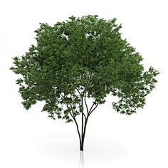 Liberte034采集到tree