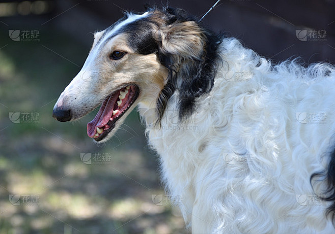 俄罗斯灵缇犬，一种猎犬