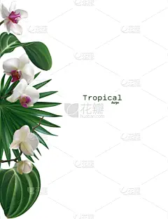 兰花,棕榈叶,花,鸡尾酒,背景,白色,花瓣,周年纪念,请柬,贺卡