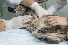 兽医在医疗台上检查猫的腹腔。在兽医诊所的接待处。软焦点