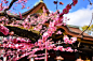 Kitano Tenmangu Shrine by Showkaku Sano on 500px