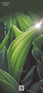 二十四节气 立夏