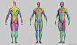 Male Anatomy Study