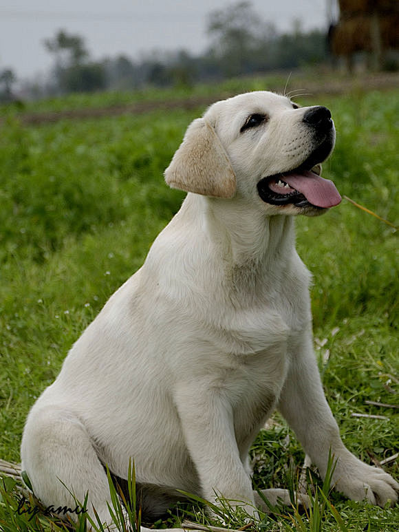 食肉目·犬科·犬亚科·犬属：拉布拉多犬