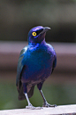 雀形目·椋鸟科·丽椋鸟属：紫头丽椋鸟