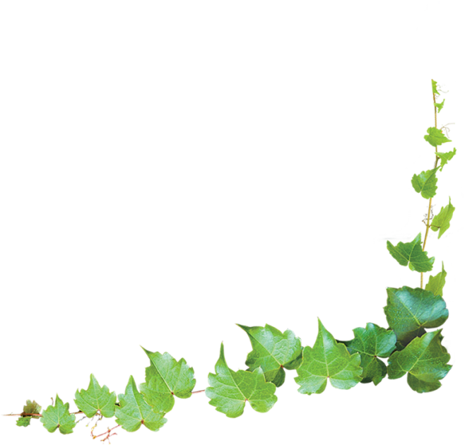 绿叶 PNG