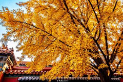 十月二十一日采集到29