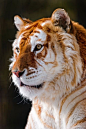 罕见的金虎（golden tabby tiger），是由一对隐性基因造成的颜色突变的孟加拉虎的变种之一。