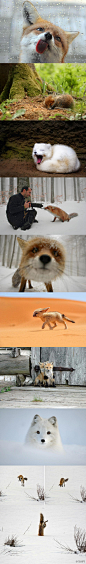 狐狸是一种比较喜欢卖萌犯二的萌物 来自摄影师镜头中的狐狸 看到最后笑喷了[嘻嘻] 