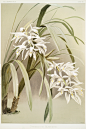 《兰花：兰花插图和描述》