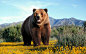 grizzly bear wallpaper 5811