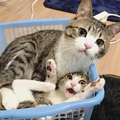 有没有想加入这个SU酱群的，就是讨论些猫猫狗狗啊，收收表情包啥的，不过禁止黄赌毒→_→ ​​​​