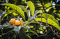 植物,枇杷树,枇杷,水平画幅,无人,果汁,夏天,特写,橙子,彩色图片