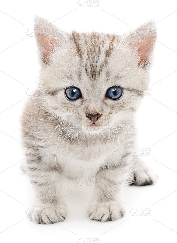 白底上的小猫