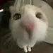 AC不会平面设计