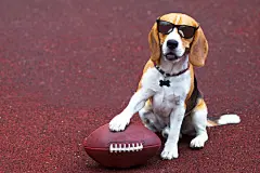 点击来源直接获取大图文件 |Funny, happy beautiful dog in sunglasses, beagle breed plays with a ball in American football and Rugby on the sports ground, playground.