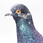 一个叫做Camp的鸽子肖像 portraits of Pigeon by Adele Renault - 灵感日报 : 女艺术家Adele Renault来自柏林，擅长绘制大尺度的人物肖像画。但是一次偶然的机遇，促使Renault创作了一系列鸽子的肖像，这些鸽子在其笔下生动、美丽。仿佛能够看清楚每一根羽毛，层次极为丰富。鸽子的眼睛神态傲娇，有时潇洒、有时冷峻、有时憨厚~