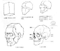 [人体结构]人体头部结构图 头部结构解剖规律图