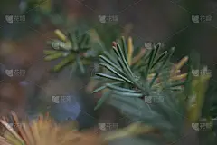 冷杉树枝靠近。浅的焦点。毛茸茸的冷杉树，近距离拍摄。圣诞壁纸的概念。副本的空间。绿色的颜色。