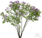 紫丁香植物png免扣贴图下载【ID:1122561114】_【知末网贴图库】