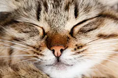 点击来源直接获取大图文件 |睡着的猫