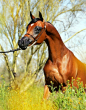Arabian Horse  #animal #arabian #horse