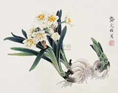 工笔水仙的搜索结果_百度图片搜索