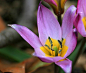矮花郁金香Tulipa humilis