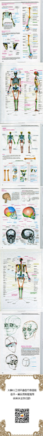 画人体不再纠结，艺用人体解剖学彩图教程，用不同的颜色标注出人体部位，超级清楚，推荐给同学们！！更多图：http://t.cn/S6UEAt @原画梦 @CG硬克美术资源网 @CGWorld杂志 @插画圈 @CG插画控
