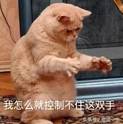 请笑纳！一大波最近很火的猫咪搞笑表情包奉上