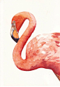 flamingo: 