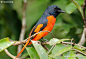 赤红山椒鸟 Scarlet minivet_物种介绍_动物世界_一起分享奇妙的动物世界