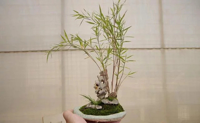 竹石盆景赏析