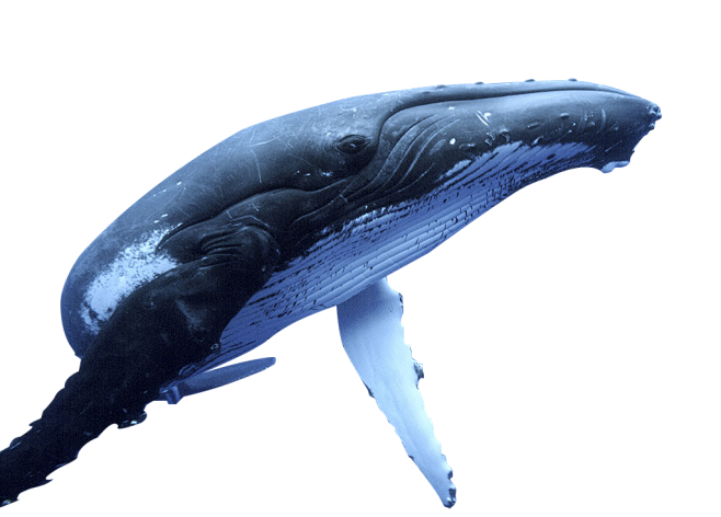 鲸鱼png