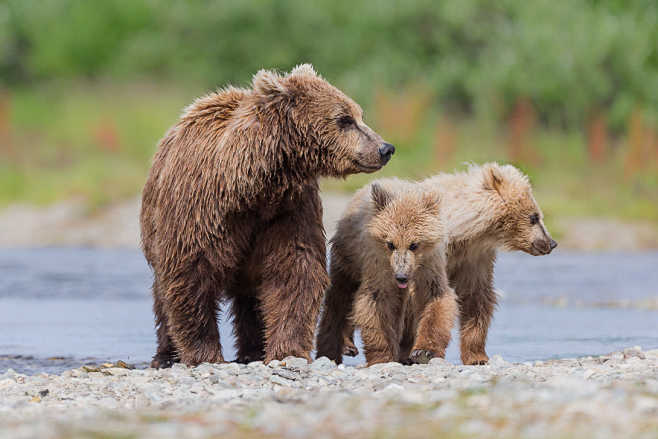 Alaskan Brown Bear b...