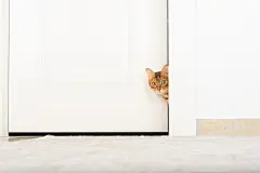 点击来源直接获取大图文件 |房间里的猫从门后偷看