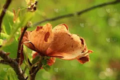 花园里的干木兰花