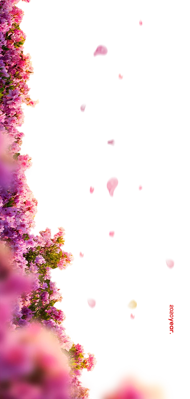 玫瑰花群鲜花前景花海报合成元素_PNG：-花瓣网
