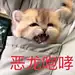 客服猫-花瓣网