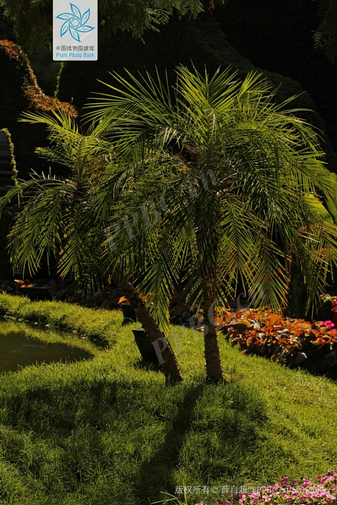 江边刺葵 Phoenix roebelenii O'Brien 中国植物图像库-花瓣网