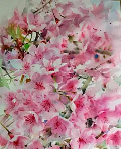 水彩---樱花-梨花-桃花-海棠花、梅花 - 高清图片，堆糖，美图壁纸兴趣社区