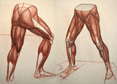 dawner66采集到腿部骨骼肌肉