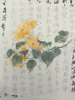 花花静11采集到水彩小花