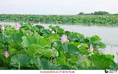 荷花塘湿地景观的 搜索结果_360图片