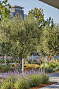 加州核桃溪 · 种植者广场 / Groundworks Office – mooool木藕设计网